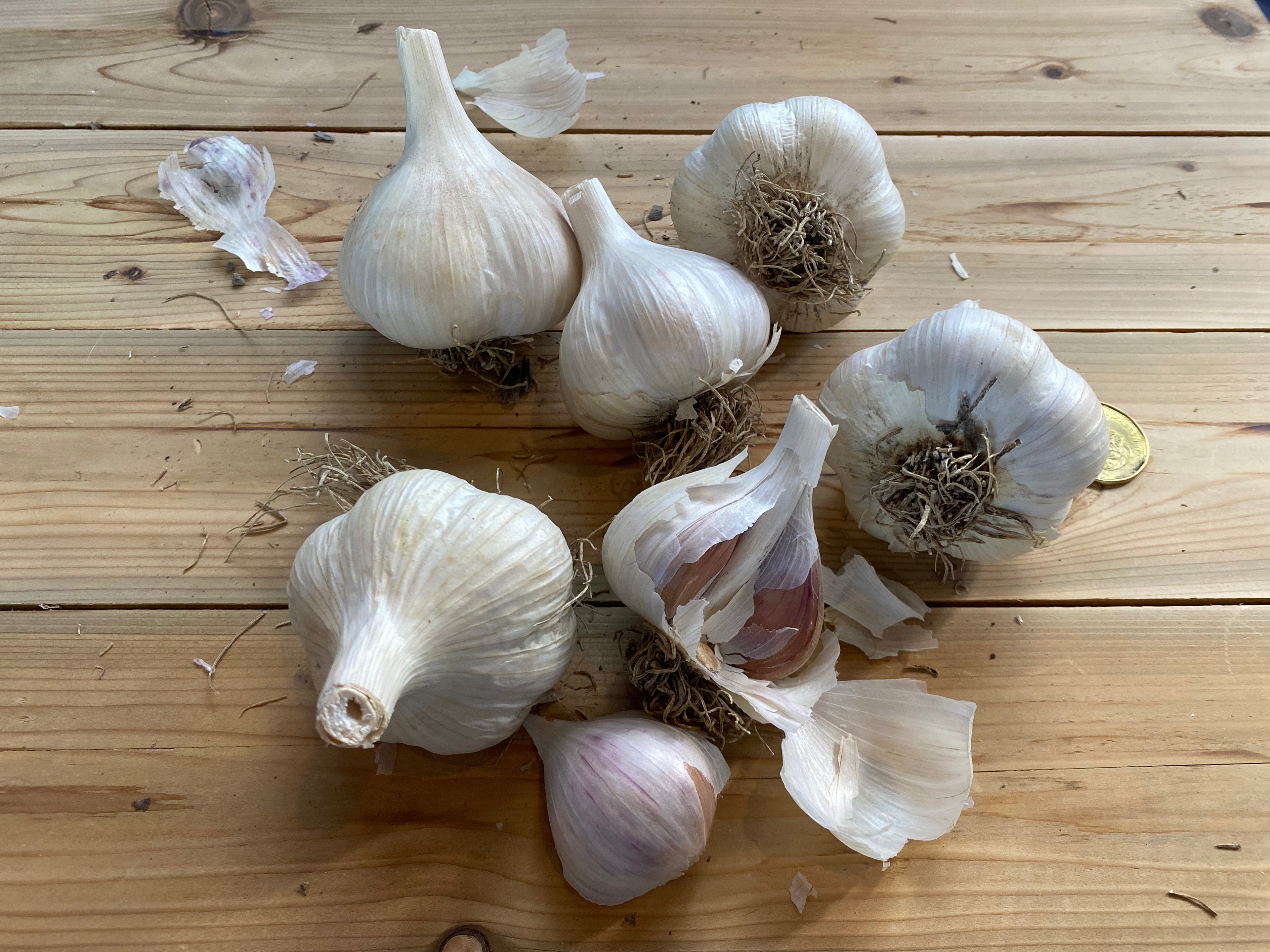 Ail German White biologique