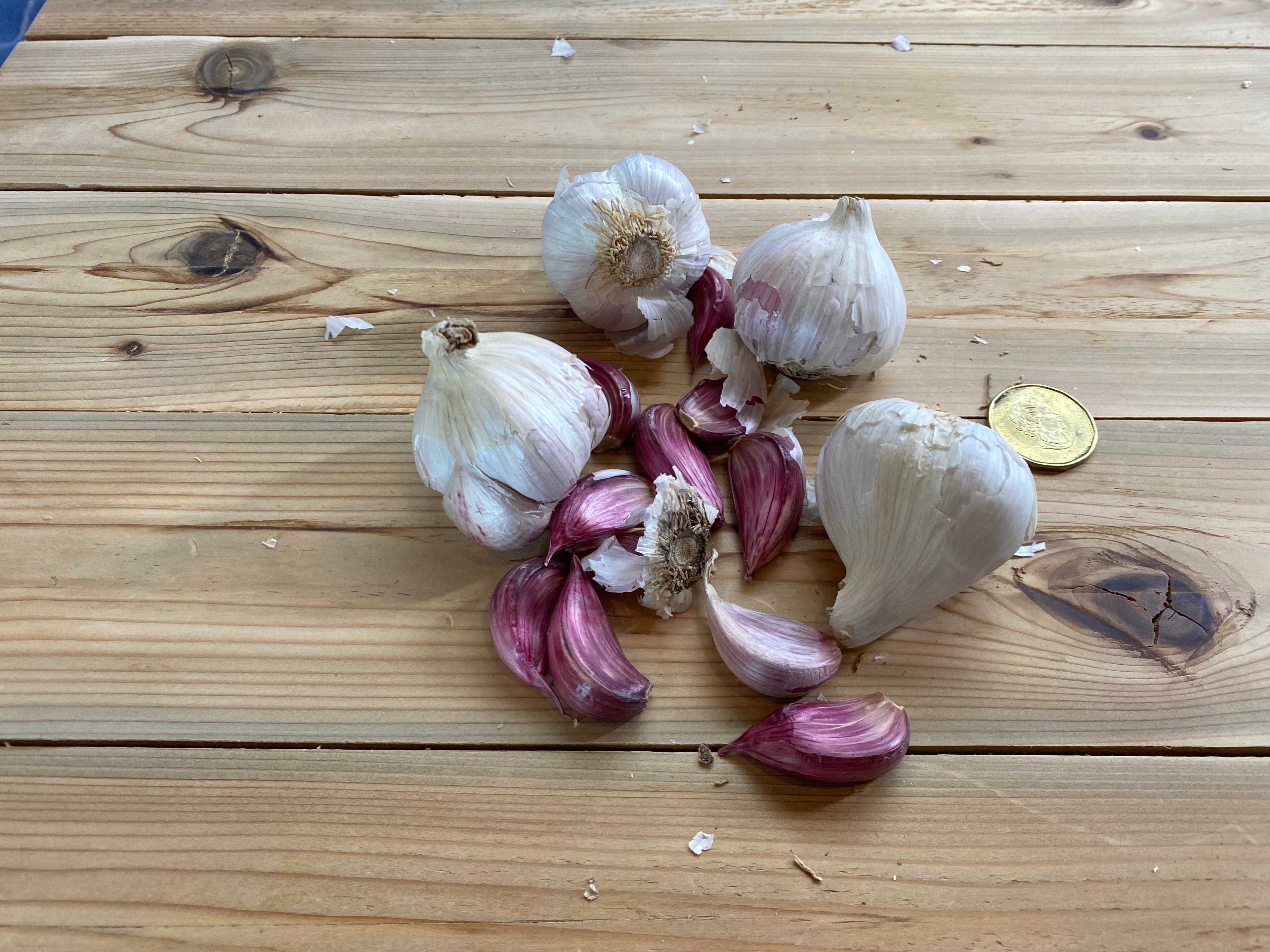 Ail Rocambole Legacy biologique