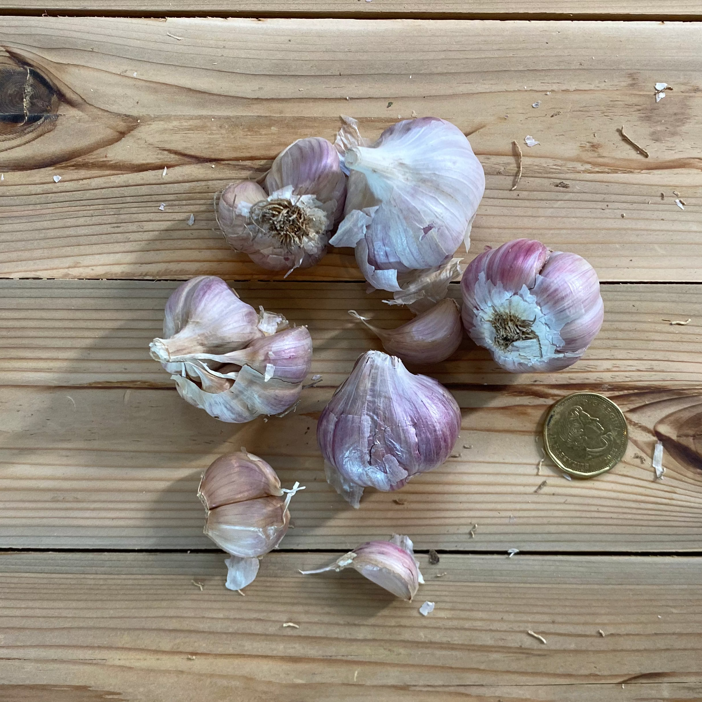 Ail Rocambole Purple Glazer biologique