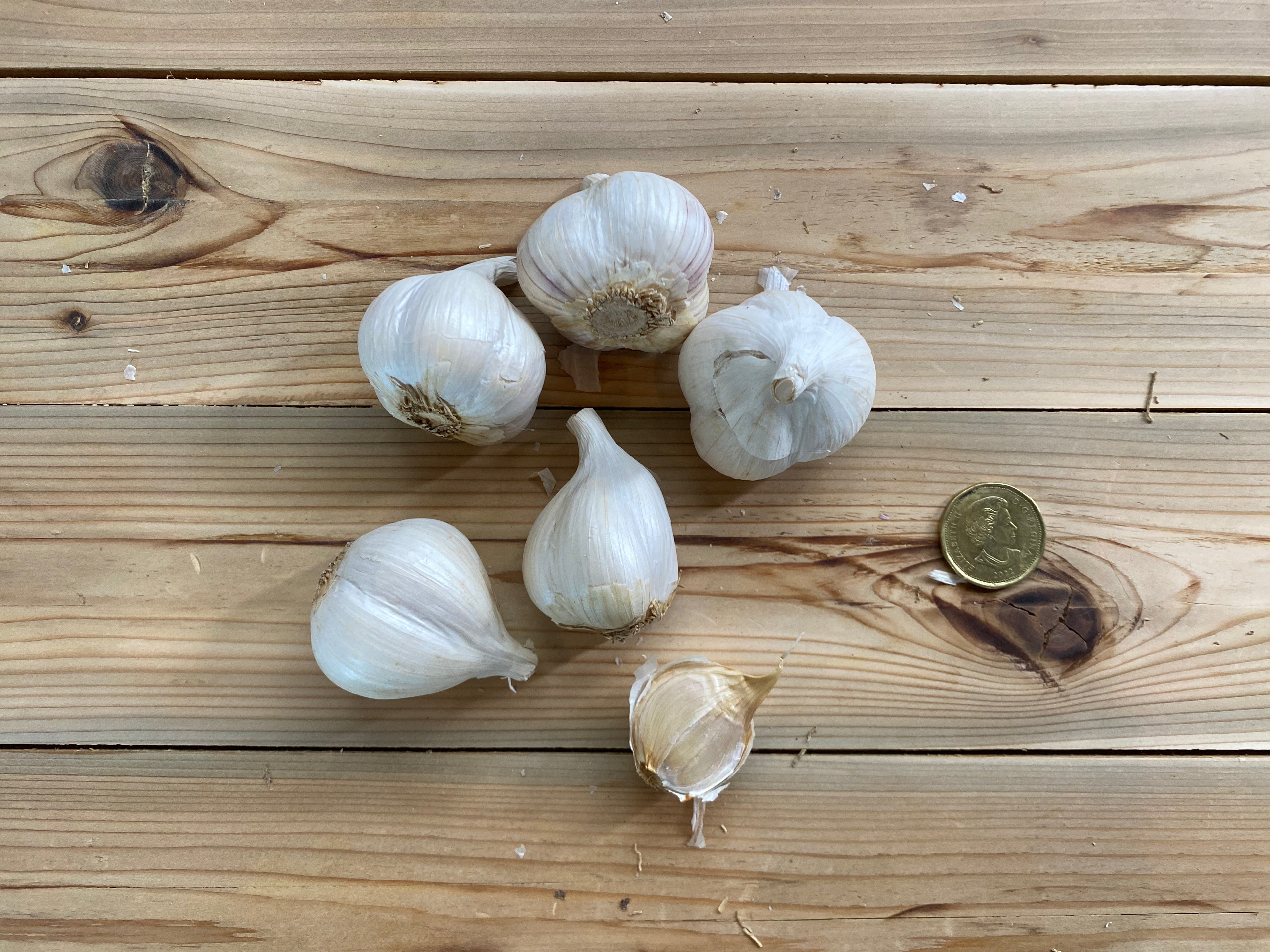 Ail Rocambole Siberian biologique