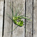 Fleur d'ail biologique